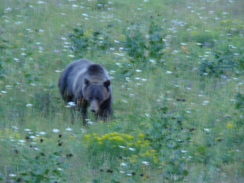 image of bear hiking in yellowstone national park with outback guides and equipment 